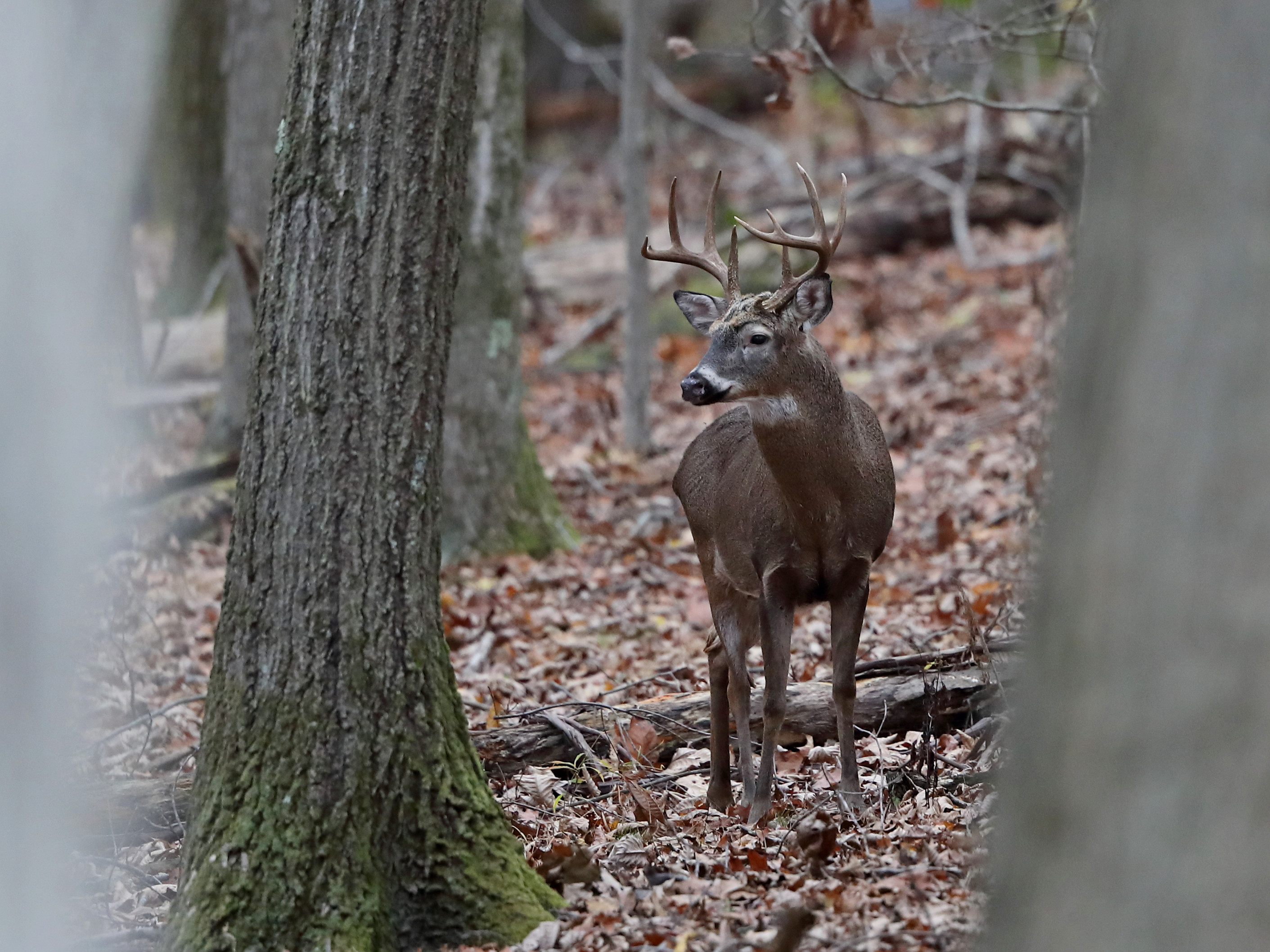 Episode : Hunting the Whitetail Rut in Pennsylvania - Call of