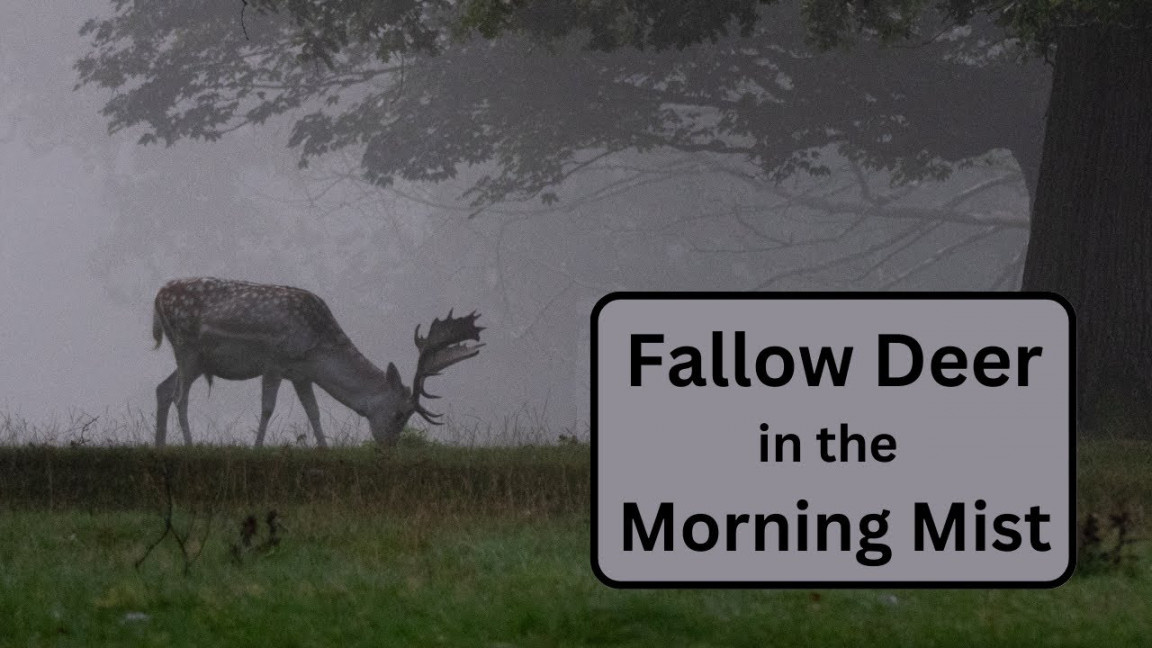 Fallow Deer in the Mist! - The Rut is Fast Approaching.