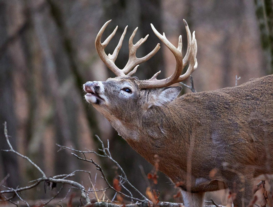 How to Hunt the Phases of the Rut - Realtree Store