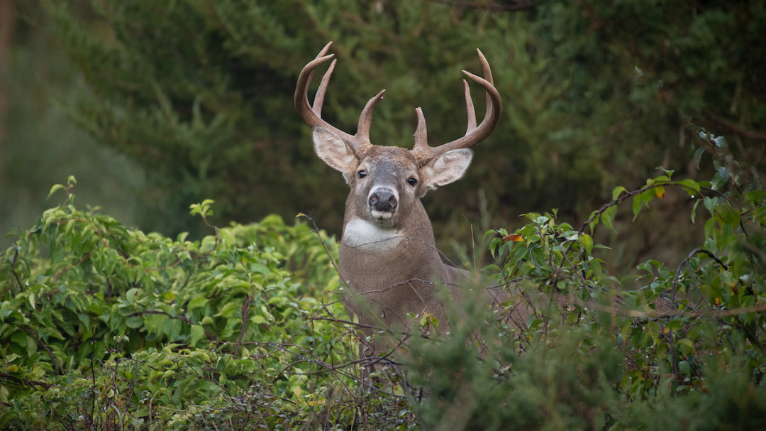How to Hunt the Whitetail Rut in Big Woods  MeatEater Wired To Hunt