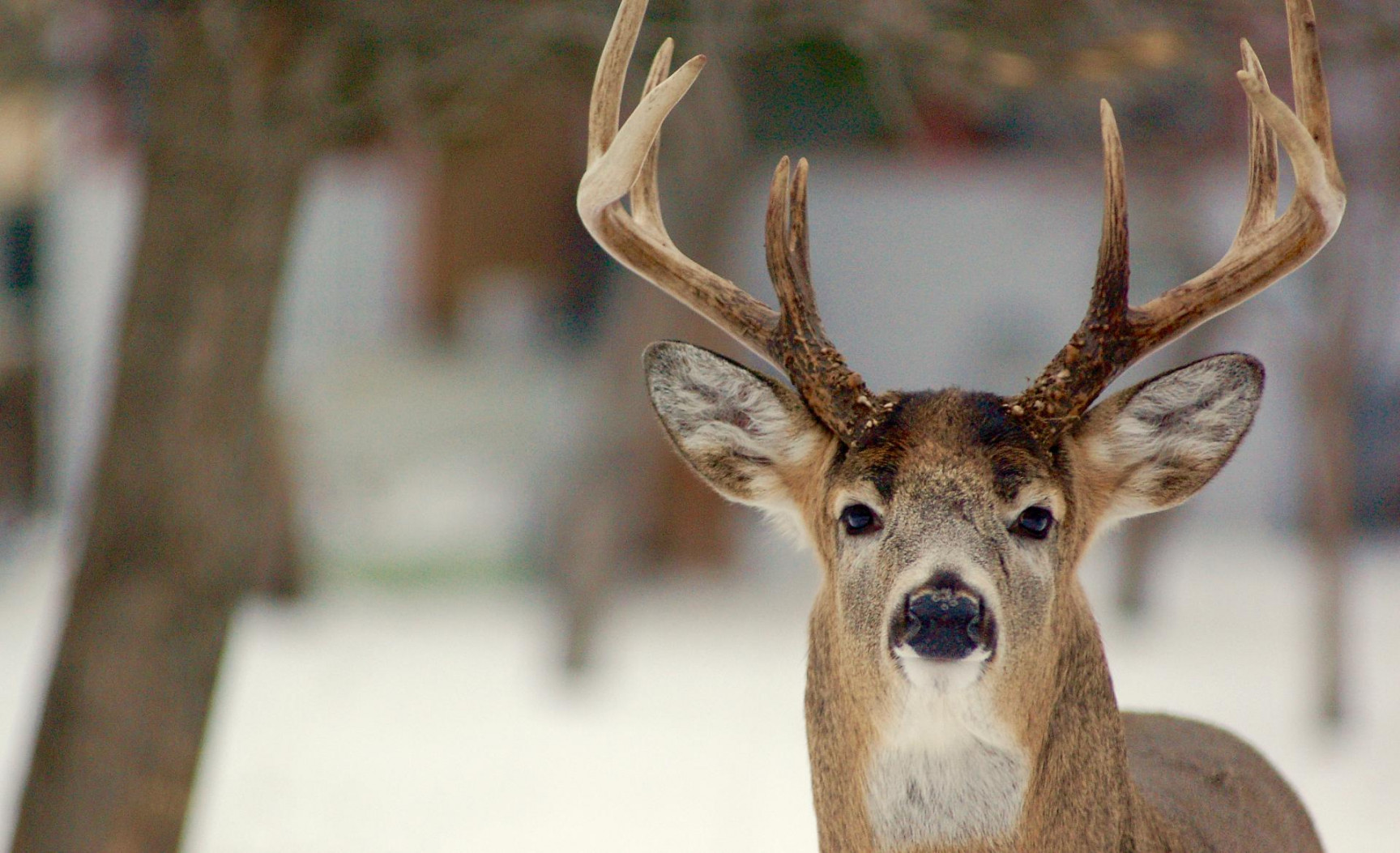 Hunting deer before, during & after the rut • Outdoor Canada
