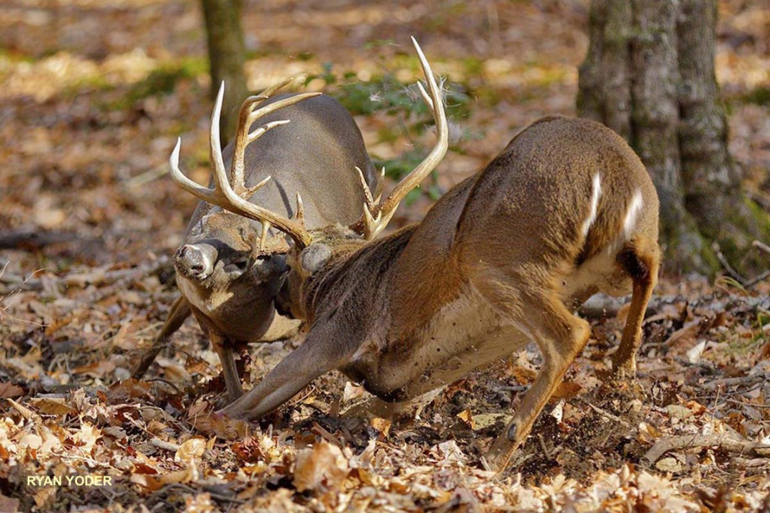 Regional Rut Update: The Rut is On! Fresh Reports from the D