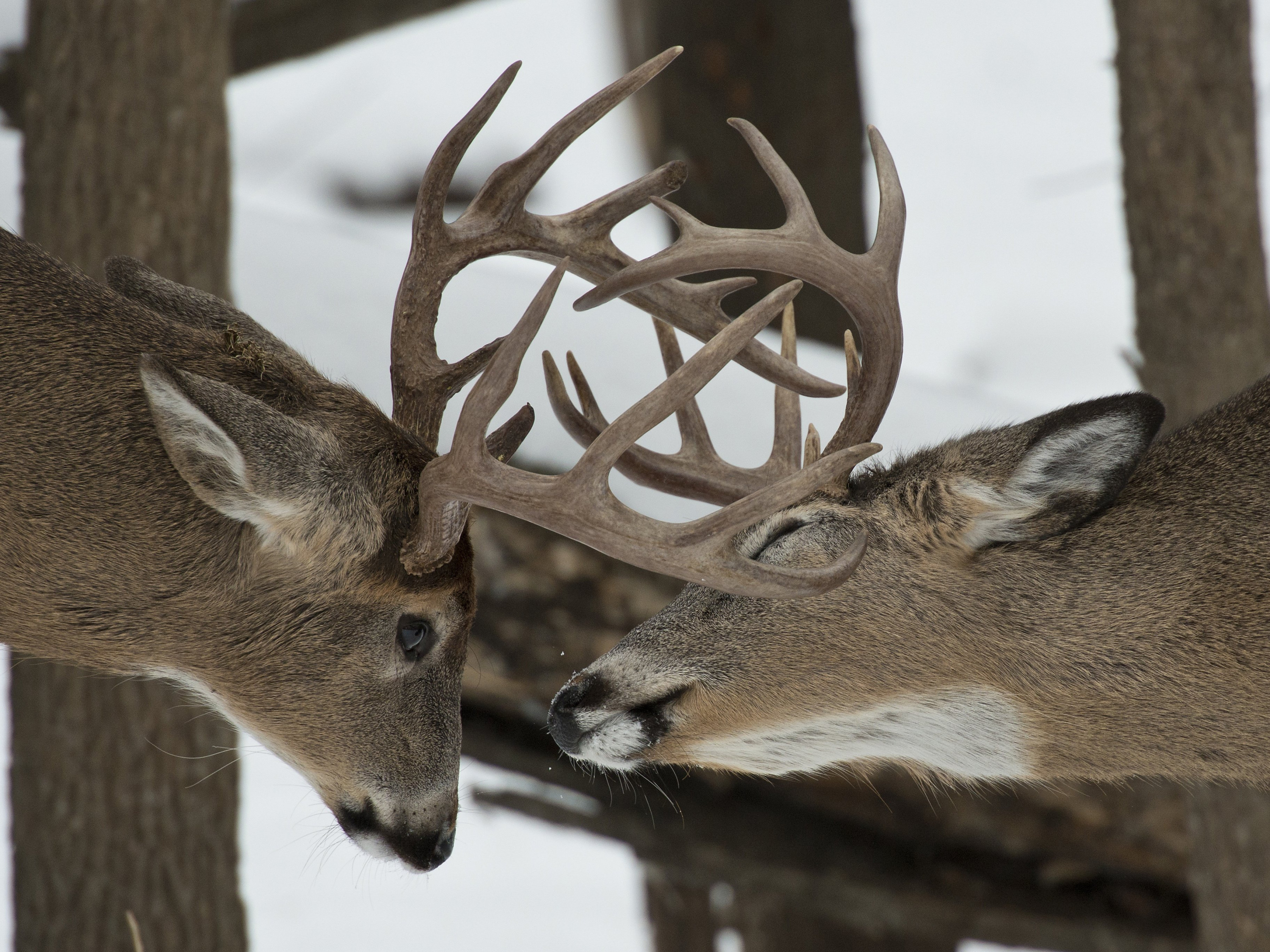 White-tailed Deer Rut: Facts and Fictions