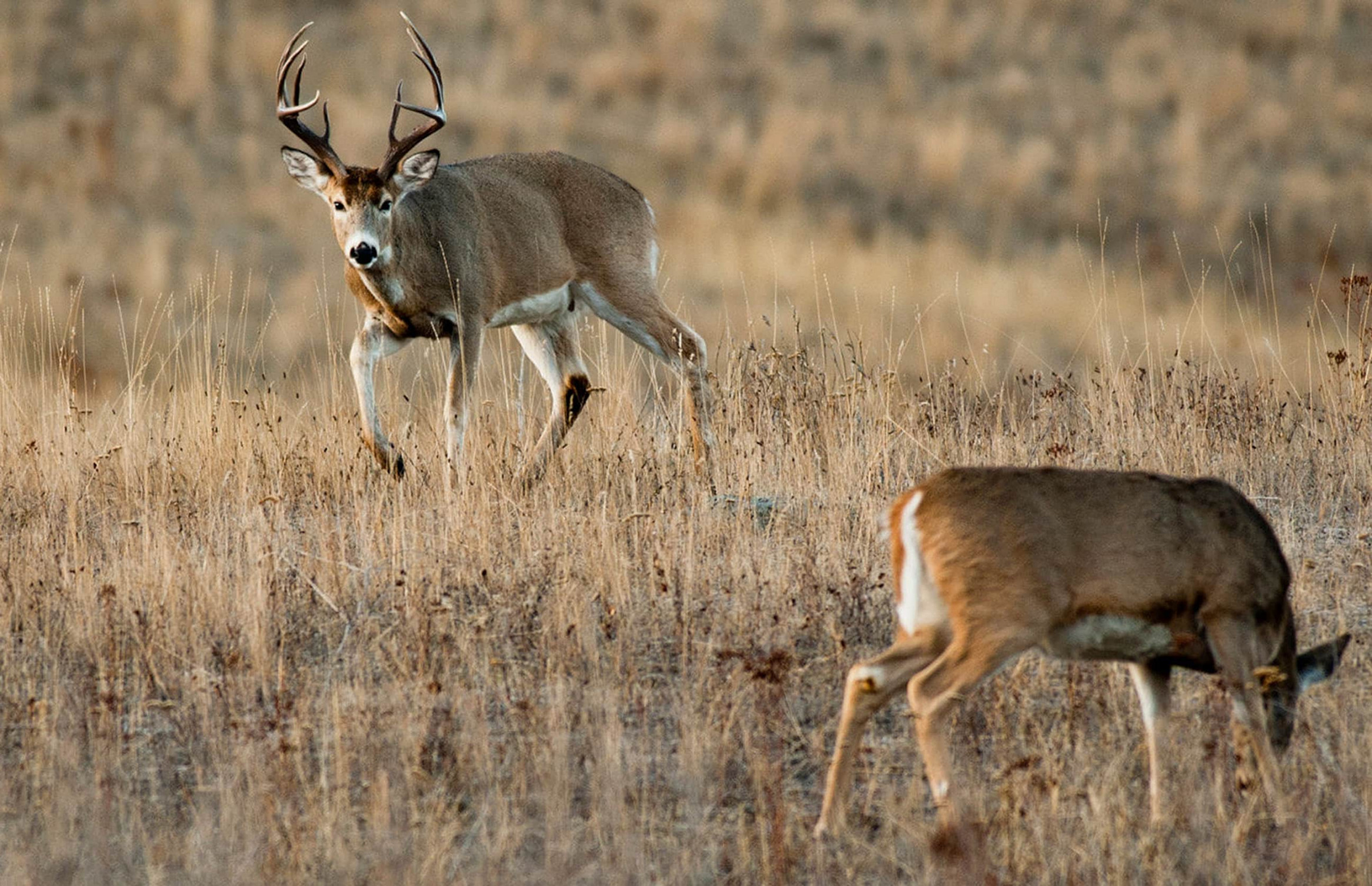 Whitetail Rut Map : A HuntStand Exclusive